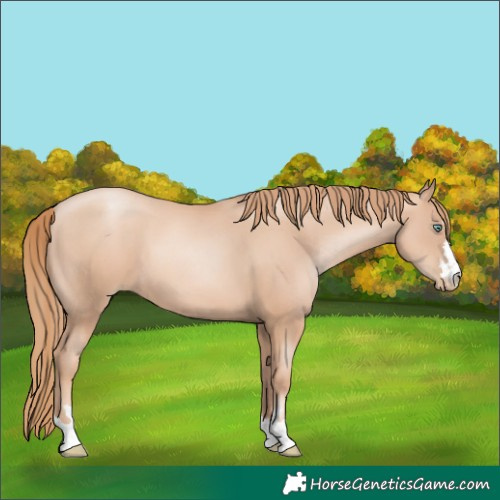 Horse Color:Gold Champagne Pearl Rabicano  and Gold Champagne Pearl 