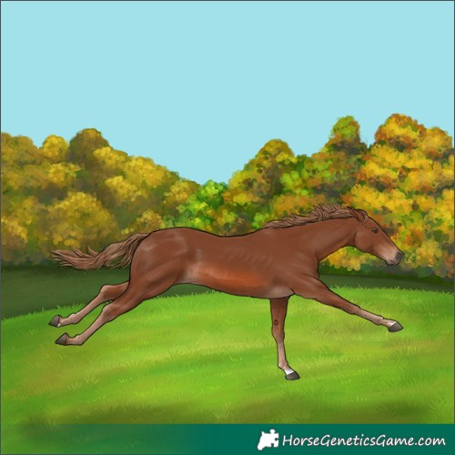 Horse Color:Chestnut 