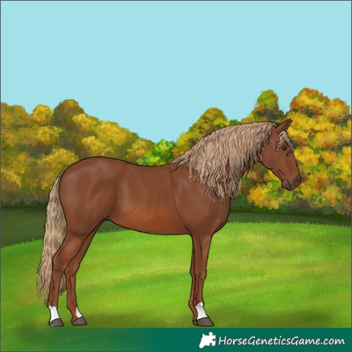 Horse Color:Chestnut 