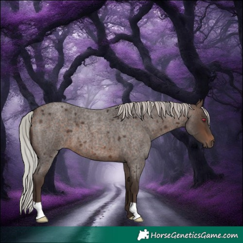 Horse Color:Silver Brown Roan
