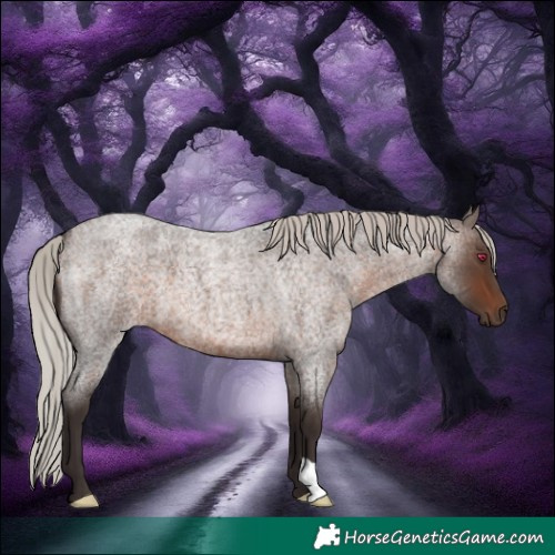Horse Color:Silver Brown Roan