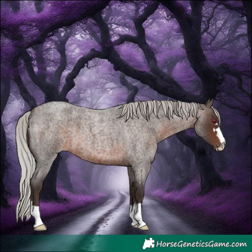 Horse Color:Silver Brown Roan