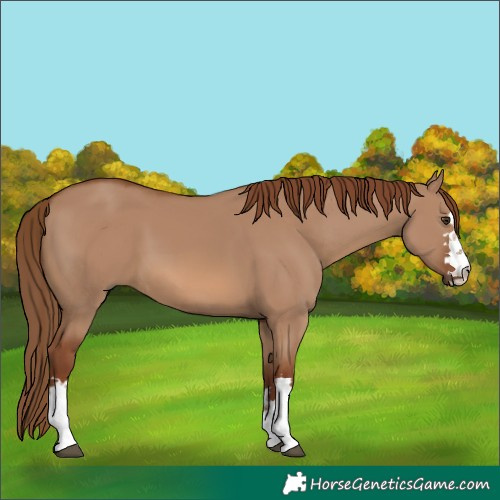 Horse Color:Red Dun