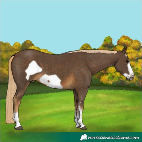Horse Color:Chocolate Palomino Sabino Frame 