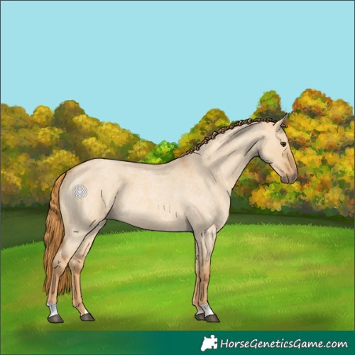 Horse Color:Red Dun Roan