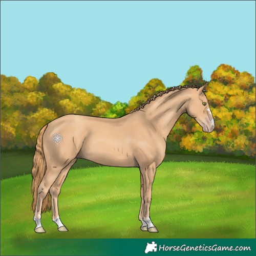 Horse Color:Gold Champagne