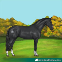 Horse Color:Black 