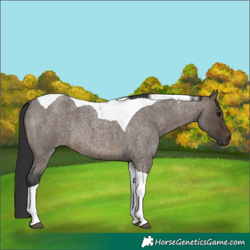 Horse Color:Brown Roan Dun Tobiano