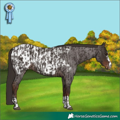 Horse Color:Liver Chestnut and Liver Red Roan Blanket
