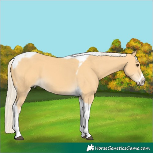 Horse Color:Palomino Tobiano Frame