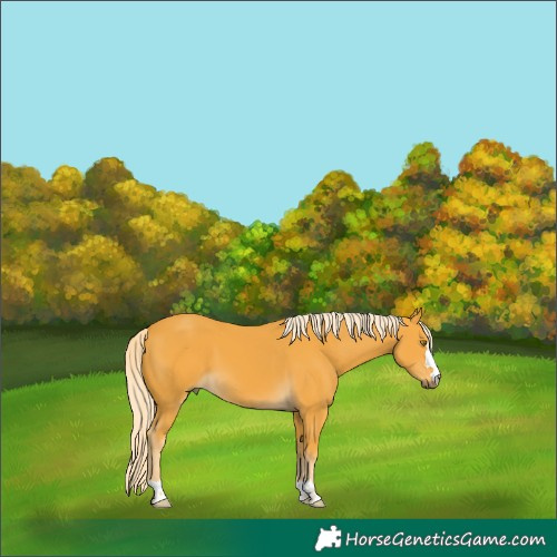Horse Color:Palomino