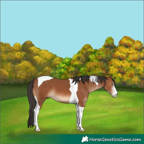 Horse Color:Bay Sabino Tobiano
