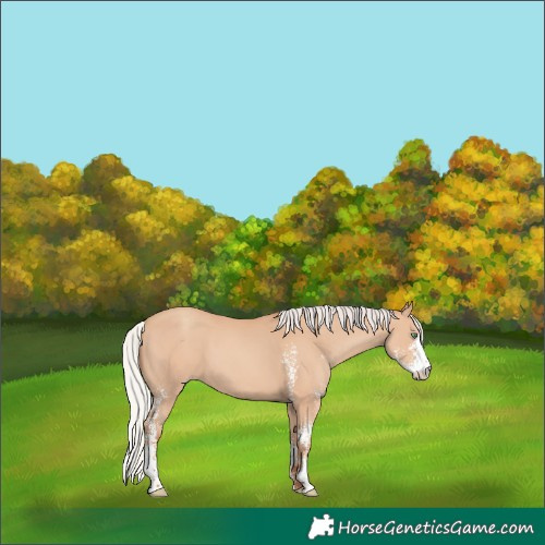 Horse Color:Silver Amber Champagne Sabino 