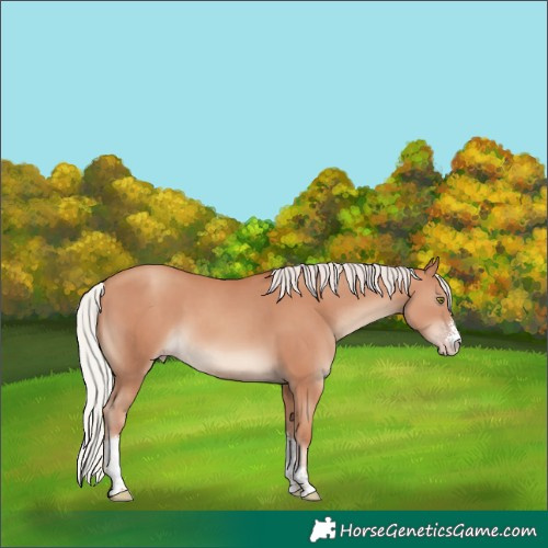 Horse Color:Silver Classic Champagne Sabino 