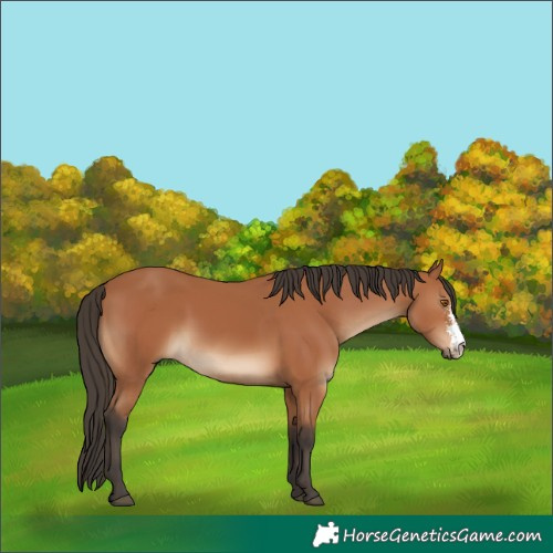 Horse Color:Bay Sabino 