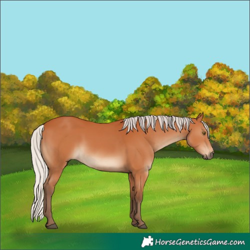 Horse Color:Silver Bay Sabino