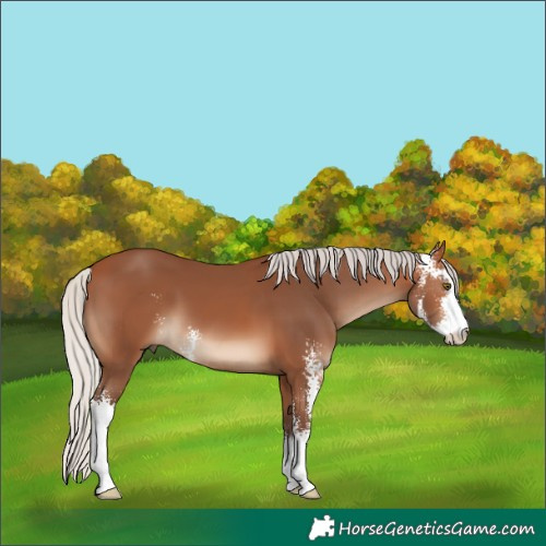 Horse Color:Silver Bay Sabino