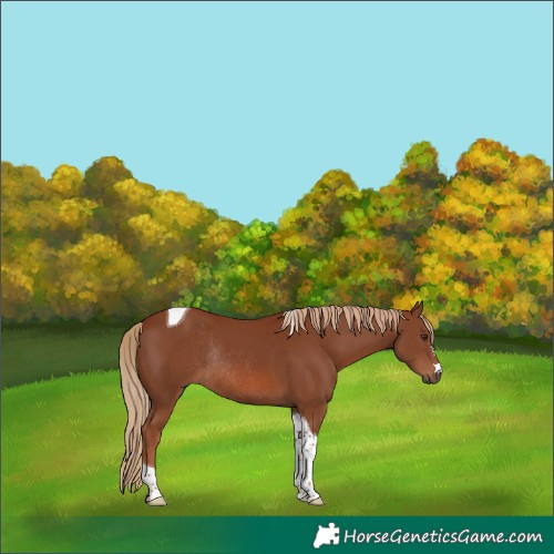 Horse Color:Chestnut Tobiano Rabicano
