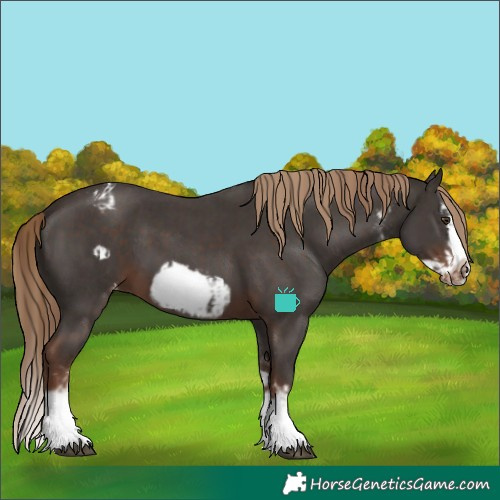 Horse Color:Liver Chestnut Sabino Splash Frame Appaloosa and Liver Chestnut Sabino Splash Frame Appaloosa