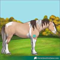 Horse Color:Amber Champagne Splash Tobiano 
