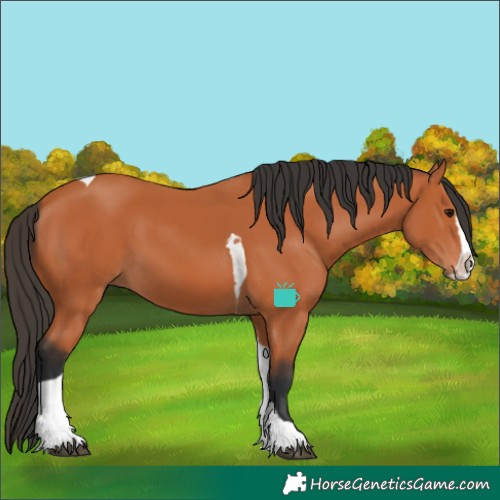 Horse Color:Bay Splash Tobiano