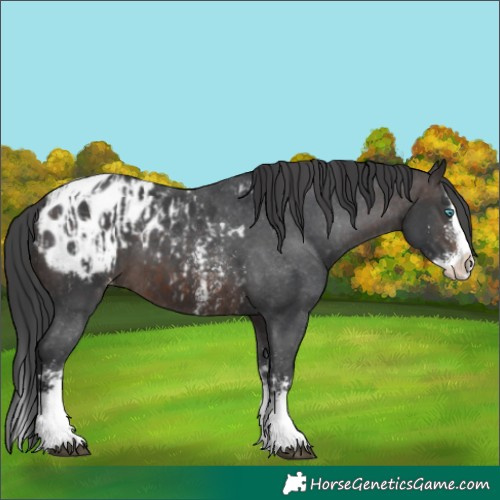 Horse Color:Brown Sabino Splash Appaloosa and Brown Sabino Splash Appaloosa