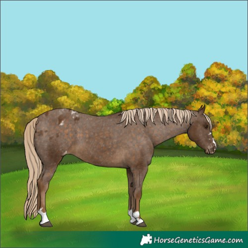 Horse Color:Chocolate Palomino Appaloosa