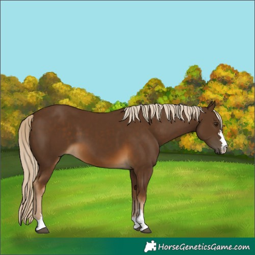 Horse Color:Chocolate Palomino