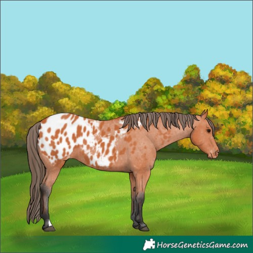 Horse Color:Bay Blanket 