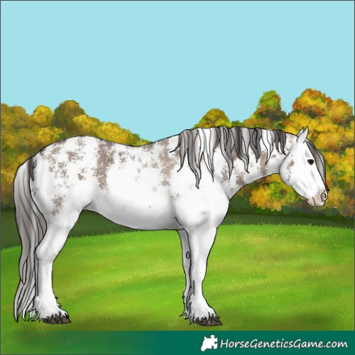 Horse Color:Brown Dun Sabino Splash Appaloosa  and Brown Dun Sabino Splash Appaloosa 