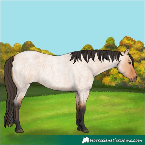 Horse Color:Bay Roan Dun