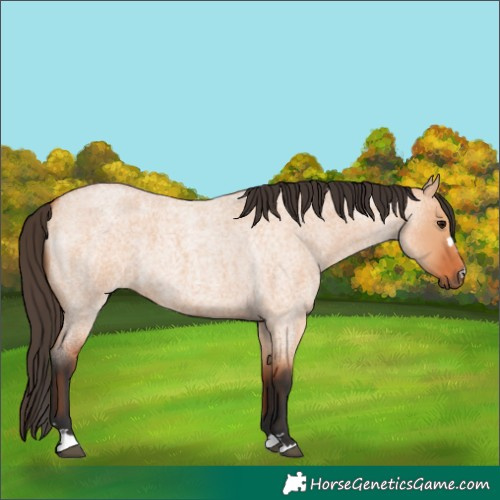 Horse Color:Bay Roan Dun 