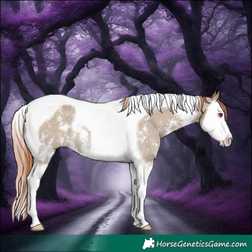 Horse Color:Liver Red Dun Sabino Splash Tobiano Rabicano
