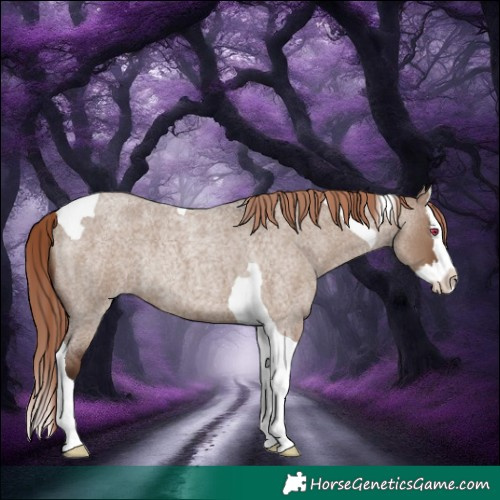 Horse Color:Liver Red Dun Roan Splash Tobiano Rabicano 