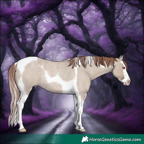 Horse Color:Liver Red Dun Roan Splash Tobiano Rabicano 