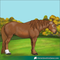 Horse Color:Gray Chestnut 
