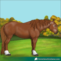 Horse Color:Gray Chestnut