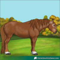Horse Color:Gray Chestnut