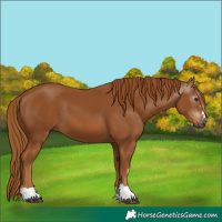 Horse Color:Gray Chestnut