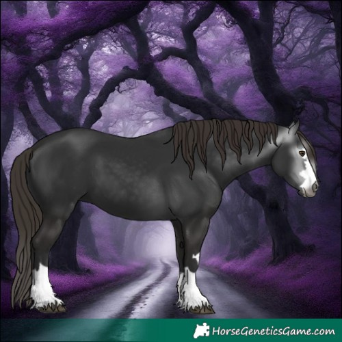 Horse Color:Gray Liver Chestnut