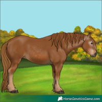 Horse Color:Gray Chestnut