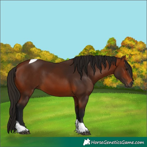Horse Color:Unknown 