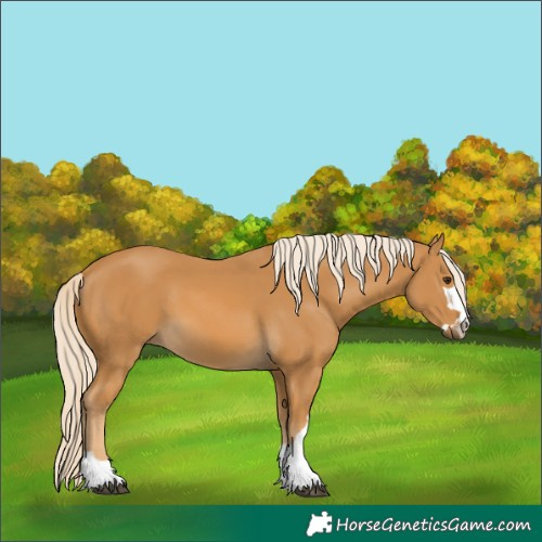 Horse Color:Palomino 