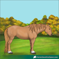 Horse Color:Chestnut 