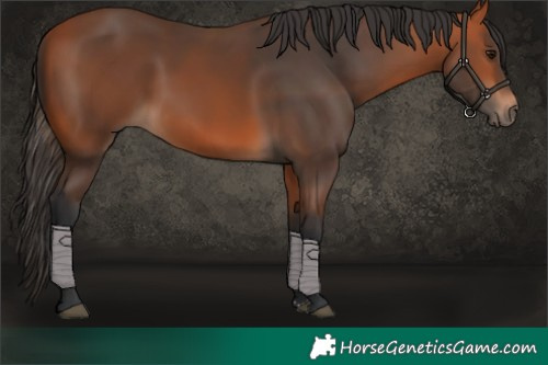 Horse Color:Bay Rabicano 