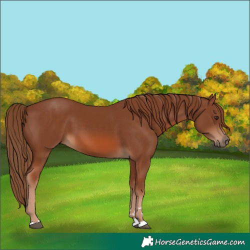 Horse Color:Chestnut 