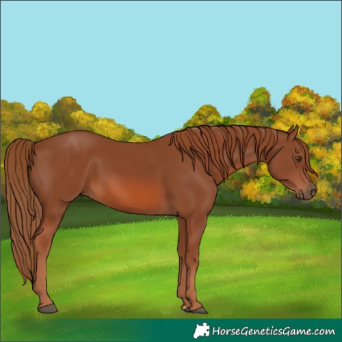 Horse Color:Chestnut 