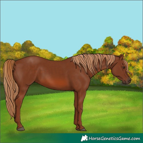 Horse Color:Chestnut 