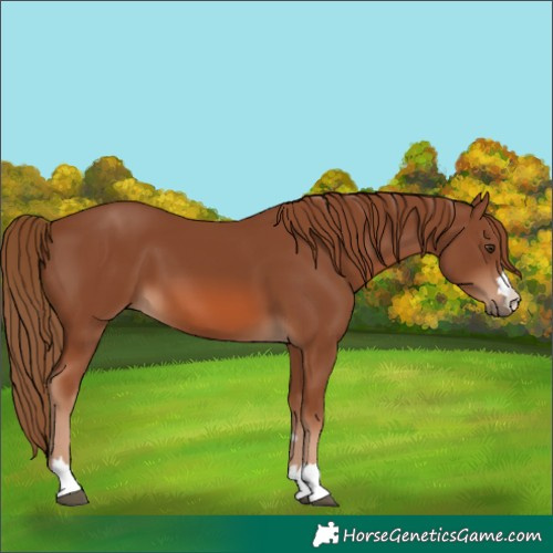 Horse Color:Chestnut 