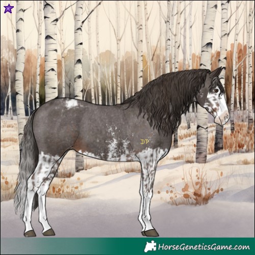 Horse Color:Liver Chestnut Sabino Splash Appaloosa  and Liver Chestnut Sabino Splash Appaloosa 
